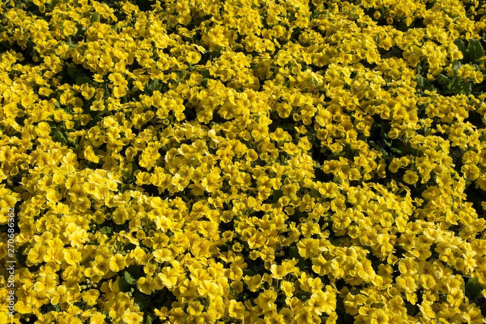 Top View of Yellow Primula Flowers