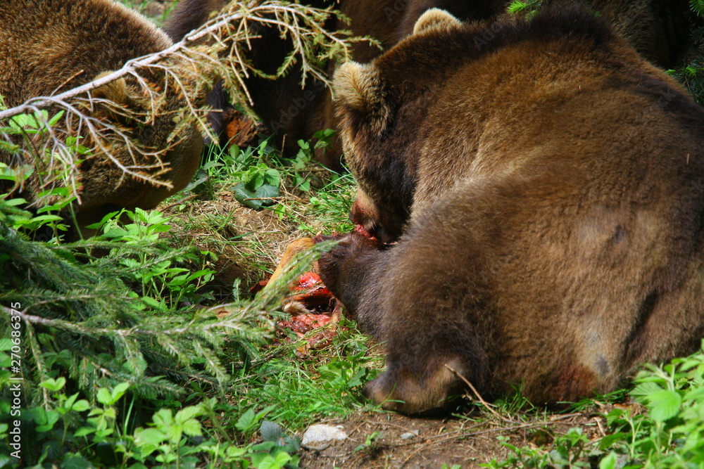 Obraz premium braunbär