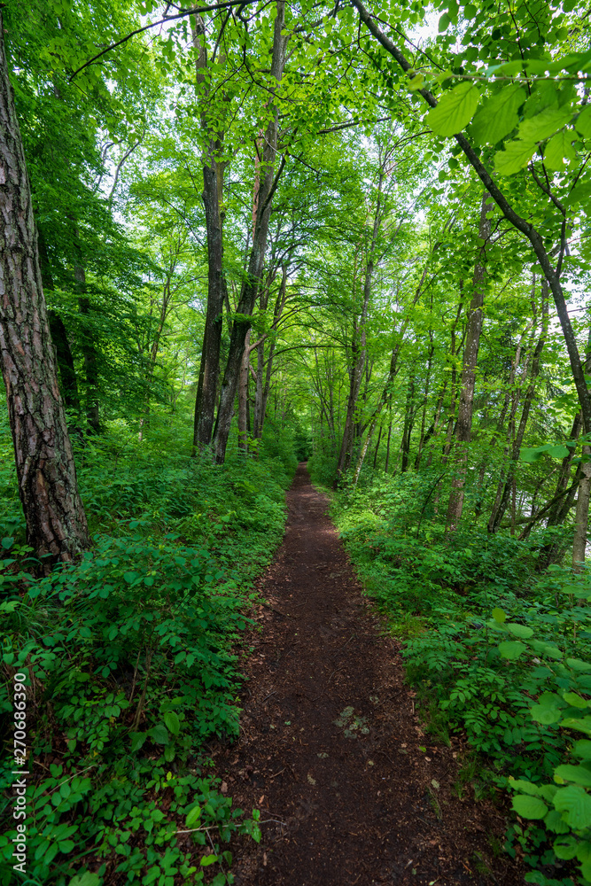 Fototapeta premium schmaler Treppelweg durch den Wald entlang der Traun in Wels der als Lauf und Wanderweg genutzt wird