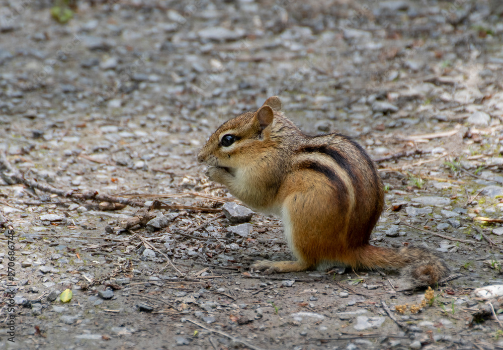 Chipmunk Perched On The Ground Chipmunk Perched On The Ground