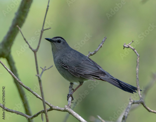 Catbird Perched On A Branch