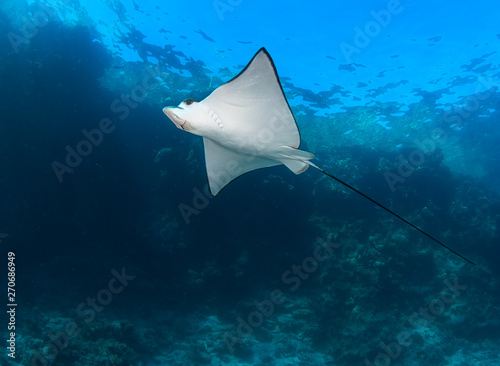 Spotted eagle ray in blue sea water.