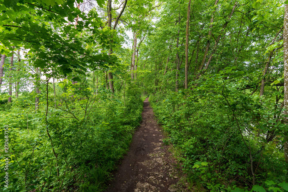 schmaler Treppelweg durch den Wald entlang der Traun in Wels der als Lauf und Wanderweg genutzt wird