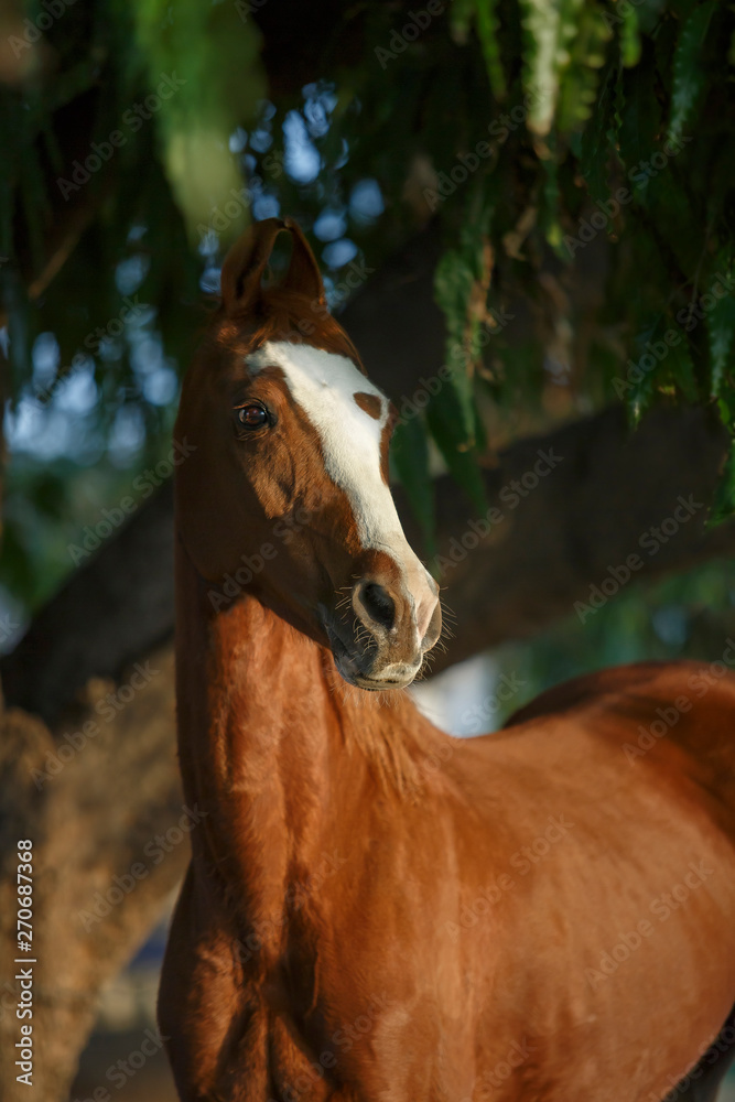 Fototapeta premium portrait of a marwari horse