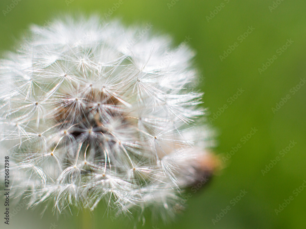 Fototapeta premium white blooming dandelion close-up