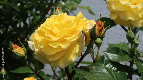 Bunte Blumen