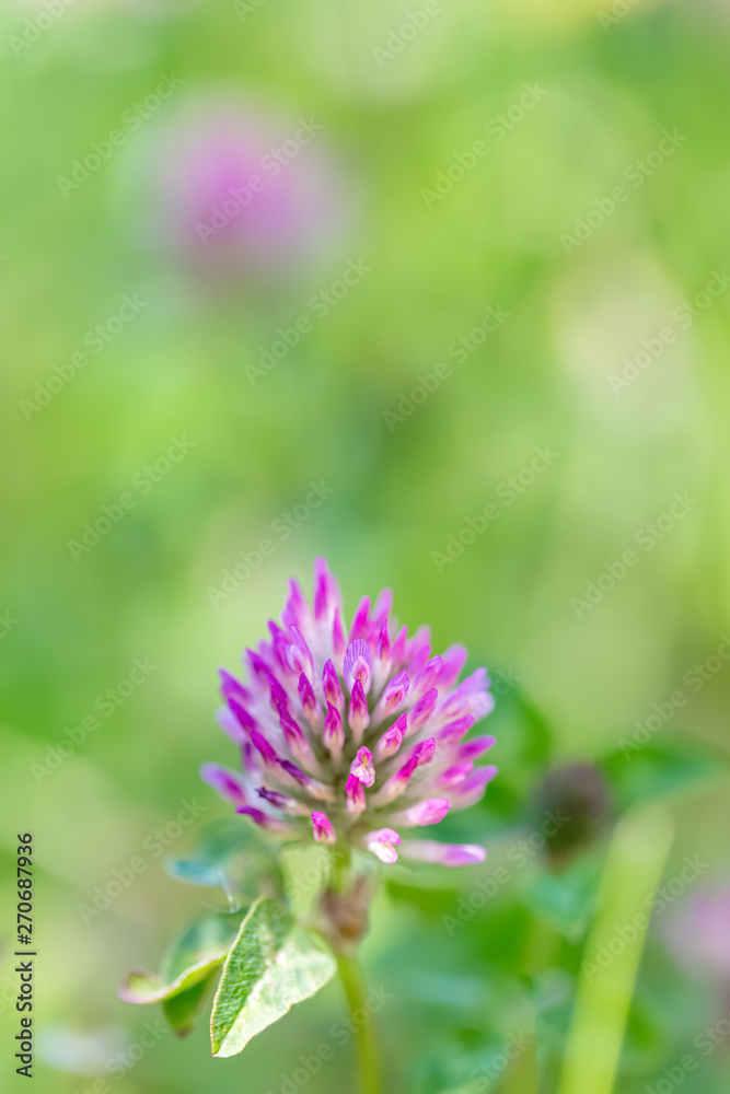 Blooming clover on a green meadow on a sunny day. Nature blurred background. Shallow depth of field. Toned image. Copy space. Blooming clover on a green meadow on a sunny day. Nature blurred background. Shallow depth of field. Toned image. Copy space.