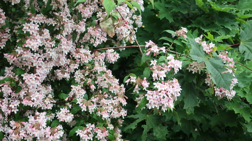 Bunte Blumen
