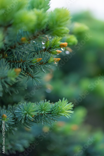 Green spruce branch in spring time in the garden. Nature blurred beautiful background. An overly shallow depth of field.
