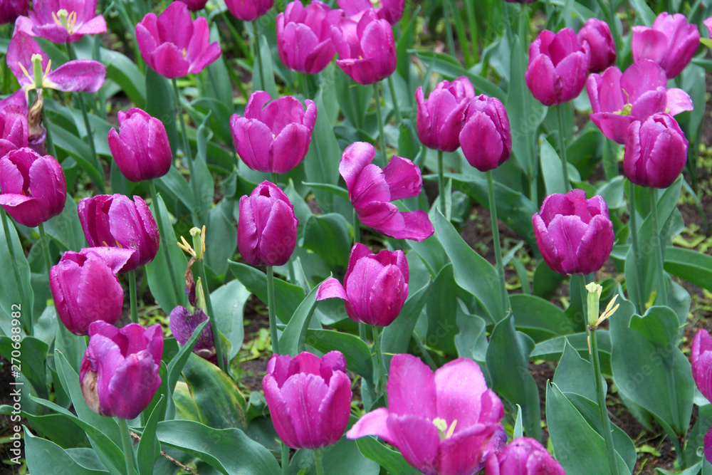 Multicolored tulips on a sick flower bed in nature Multicolored tulips on a sick flower bed in nature