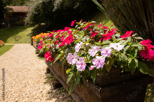 flowers in the garden
