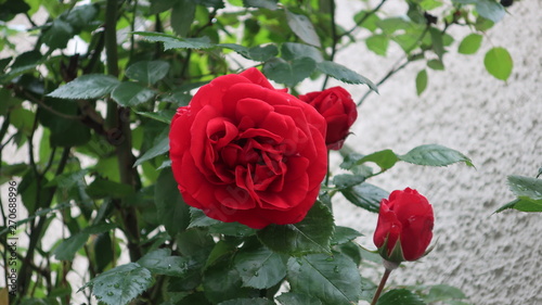 Bunte Blumen