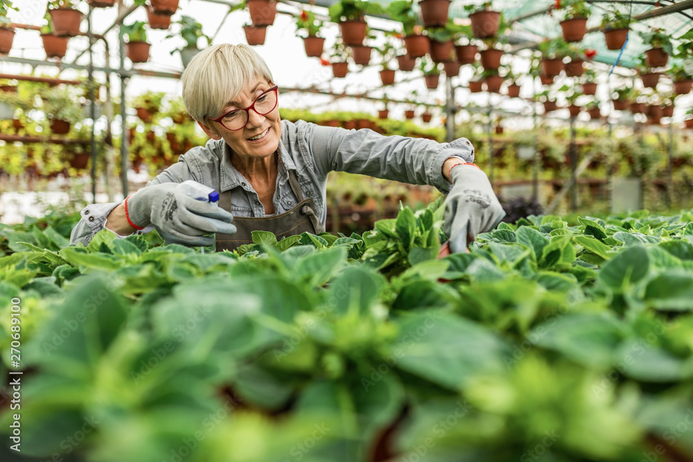 Happy mature woman nourishing plants in flower greenhouse. - obrazy, fototapety, plakaty 
