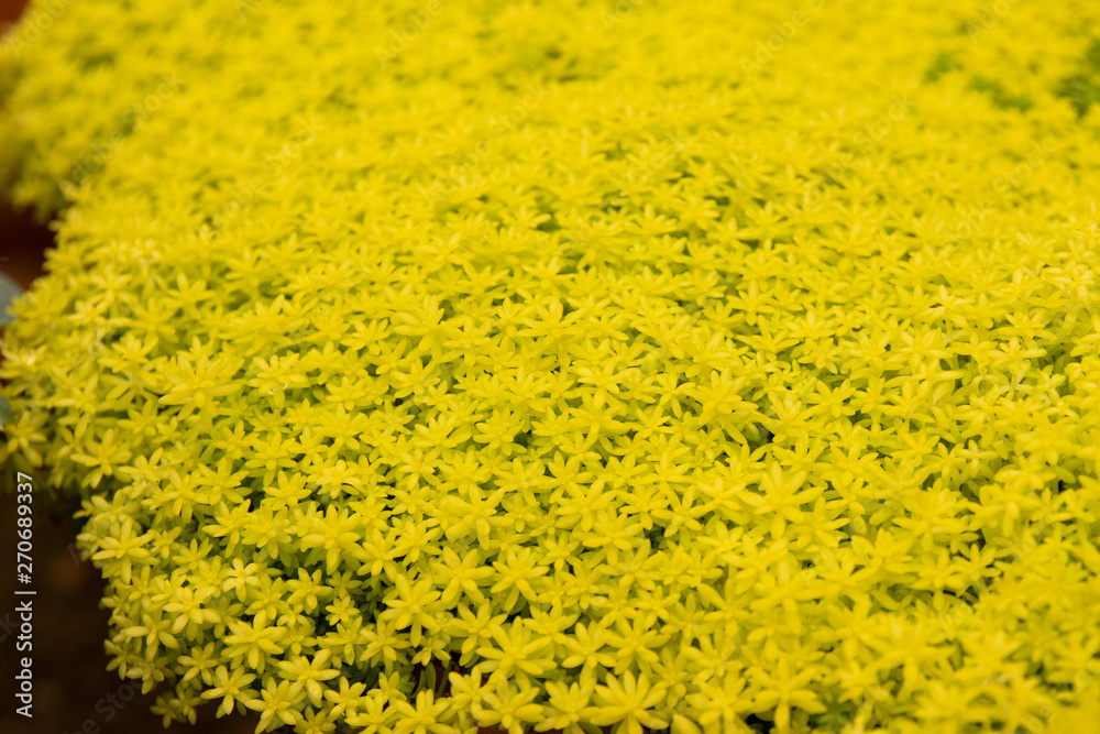field of yellow flowers field of yellow flowers