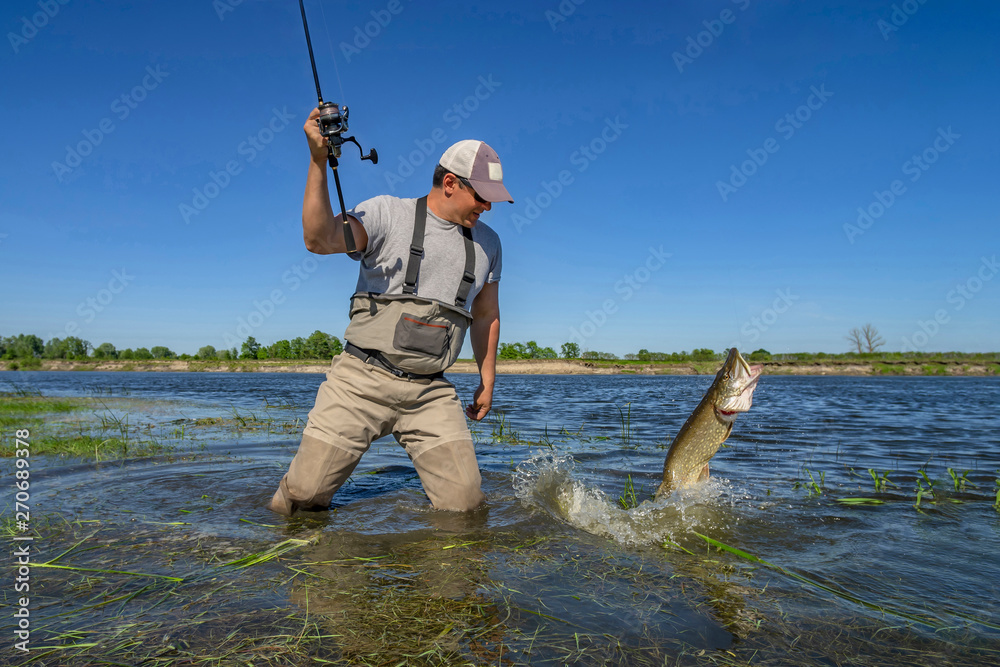 Big pike fishing. Fisherman catch fish in water at river Big pike fishing. Fisherman catch fish in water at river