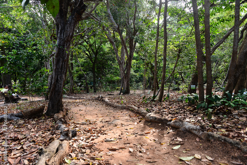 forest, path in the forest, Tree Day, brazilian trails, park, tourism in brazil, brazilian landscape, without anyone forest, path in the forest, Tree Day, brazilian trails, park, tourism in brazil, brazilian landscape, without anyone