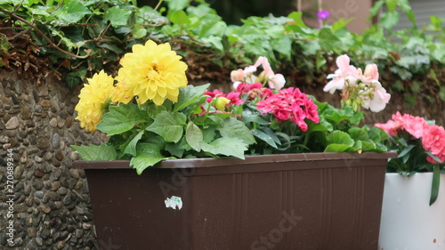 Bunte Blumen