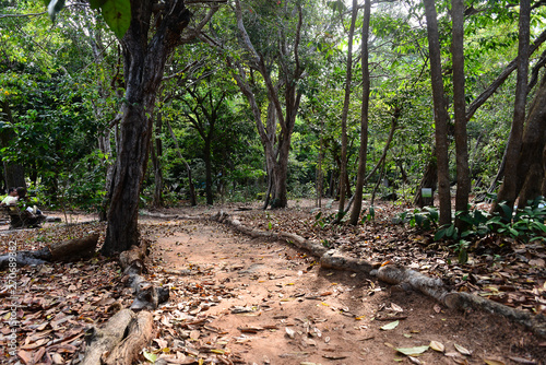 path in the forest  Tree Day  brazilian trails  park  tourism in brazil  brazilian landscape