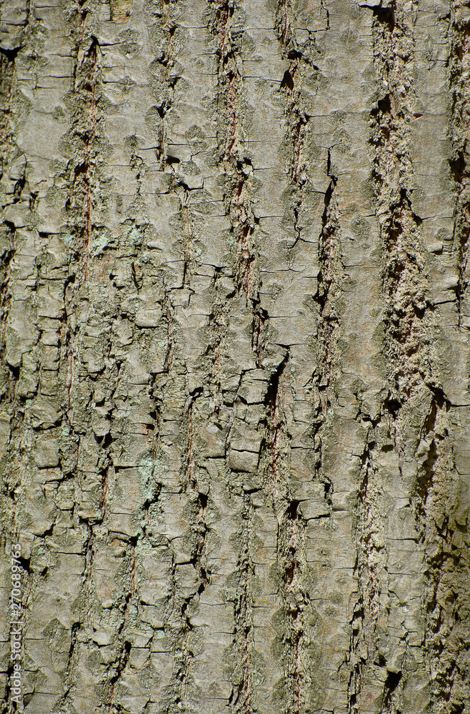 Obraz premium Fragment of tree bark, closeup texture