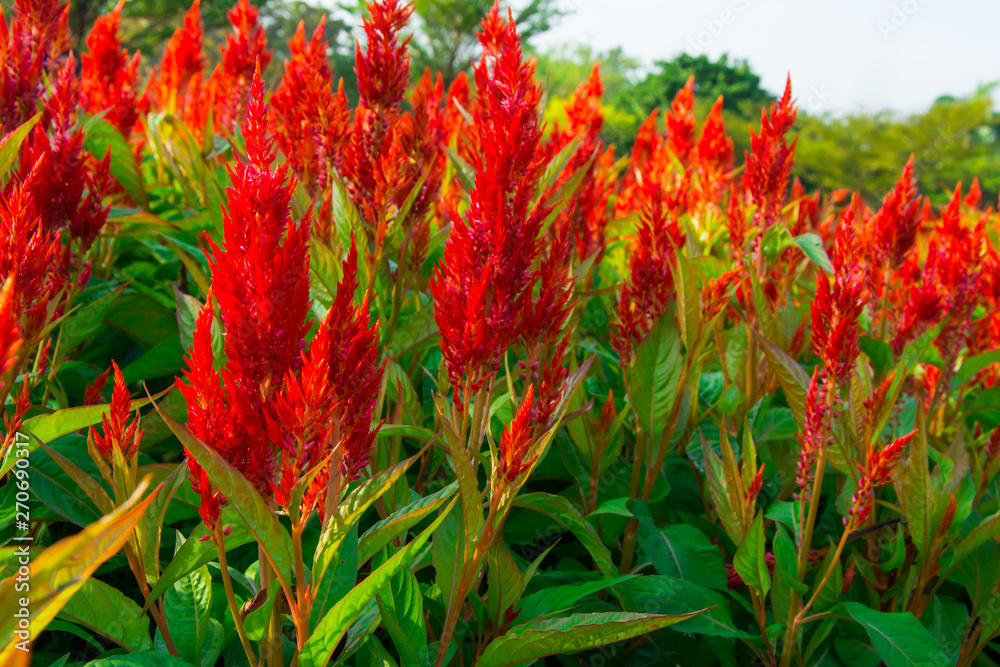The cockscomb flowers blossoming beautifully on the planting plot. The cockscomb flowers blossoming beautifully on the planting plot.