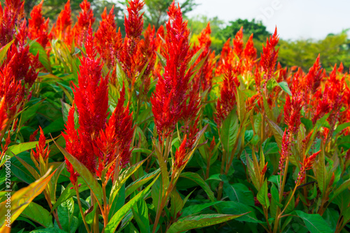 The cockscomb flowers blossoming  beautifully on the planting plot.
