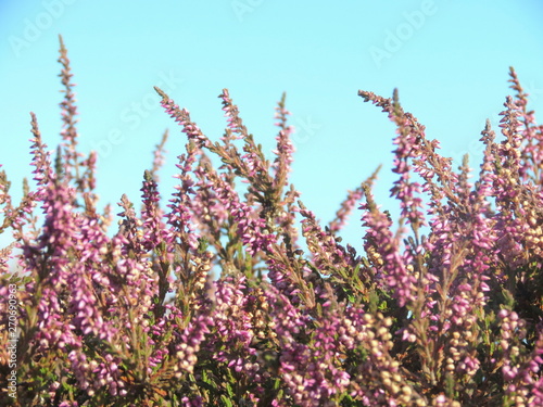 lavender flowers on background of blue sky