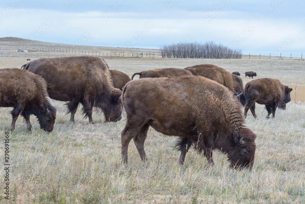 American Bison on the High Plains of Colorado American Bison on the High Plains of Colorado