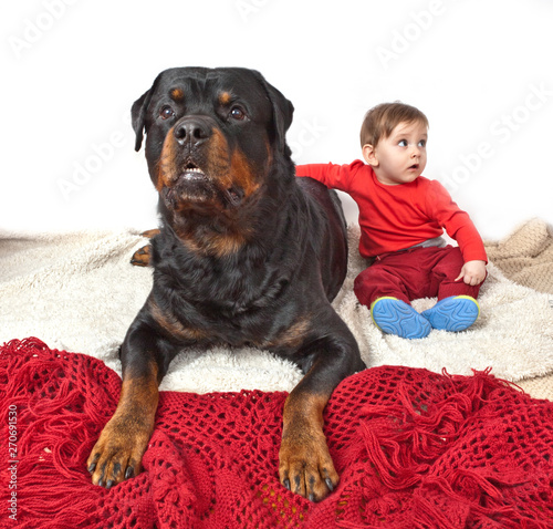 Little boy dressed in red costume playing with a big black dog breed Rottweiler. Concept small child and big dog
