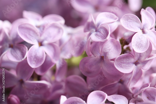 Beautiful blossoming lilac as background, closeup. Spring flowers © New Africa
