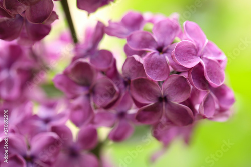 Beautiful blossoming lilac flowers on blurred background, closeup. Space for text © New Africa