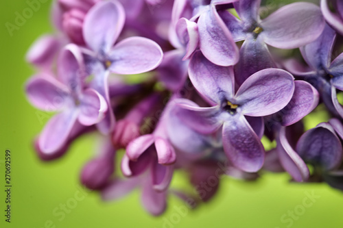 Beautiful blossoming lilac flowers on color background  closeup. Space for text