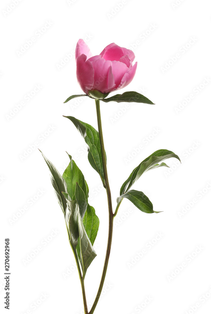 Fragrant bright peony on white background. Beautiful spring flower