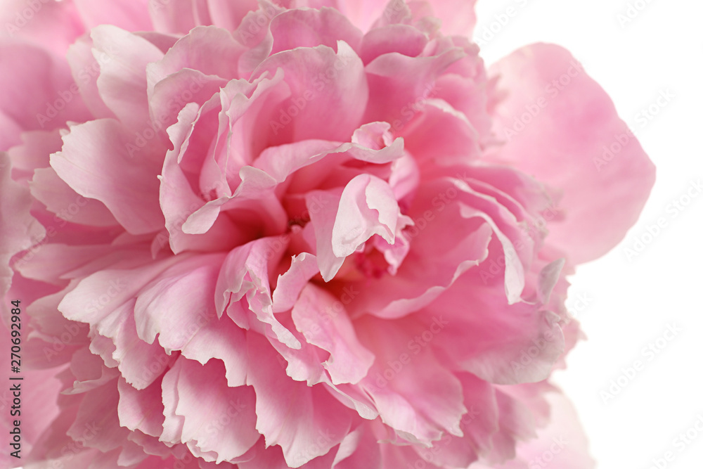 Fragrant peony on white background, closeup view. Beautiful spring flower