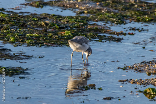 bird in water