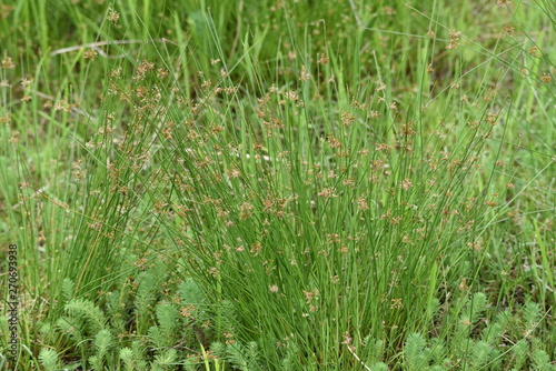 Принти на полотні Juncus effusus (Soft rush) is used for Tatami mat materials in Japan