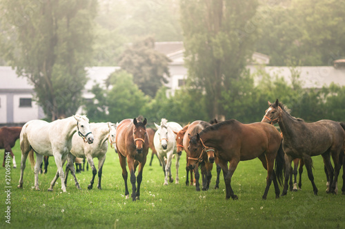 herd of horses on pasture