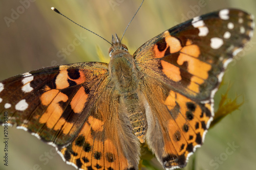 closeup of painted lady butterfly © Adrian