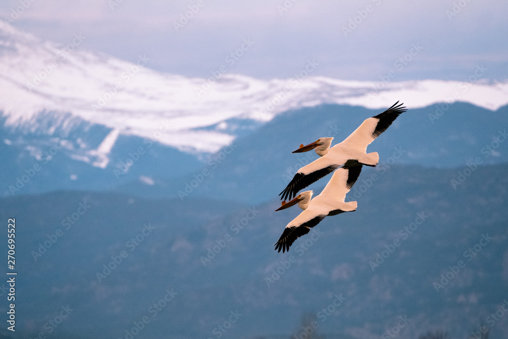 pair of Pelicans flying with Long's Peak in the distance