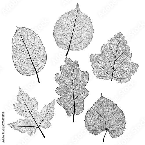 Set leaves on white. Vector illustration. EPS 10.
