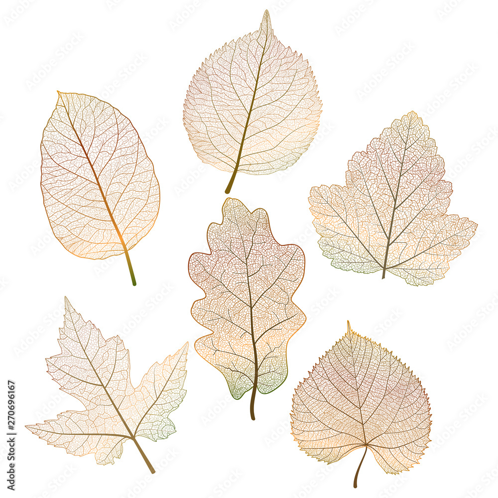 Fototapeta premium Set leaves. Vector illustration. EPS 10.