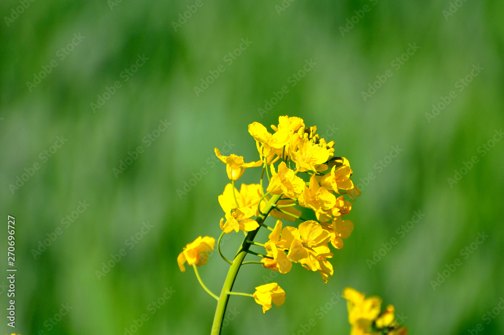 yellow rape flower