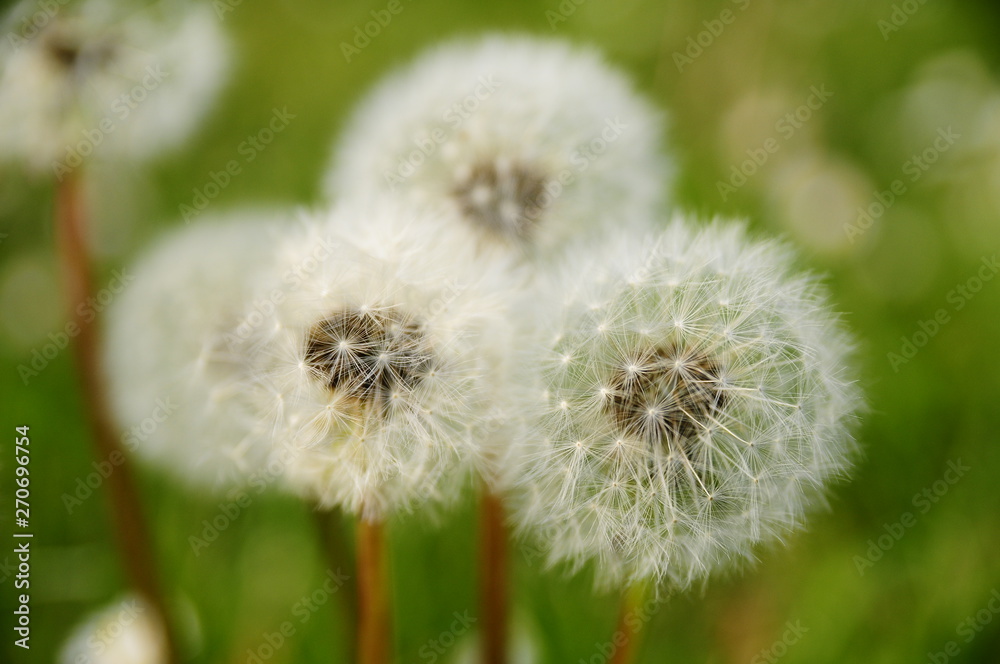 Fototapeta premium dandelion on green background
