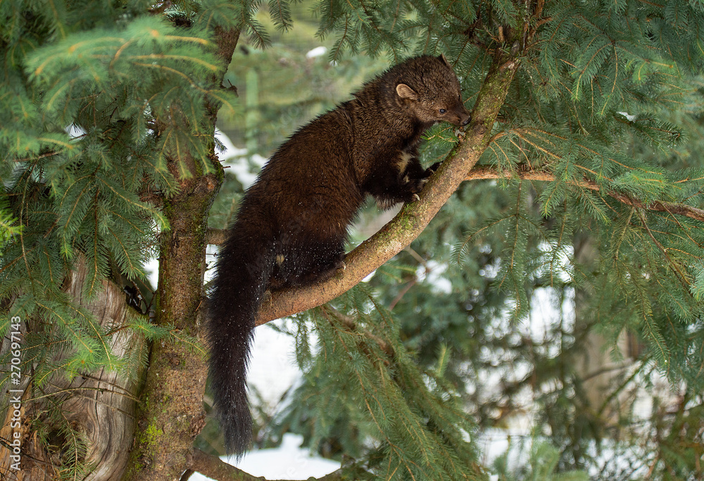 Obraz premium Fisher