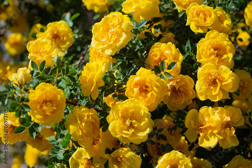 yellow wild rose bush in bloom