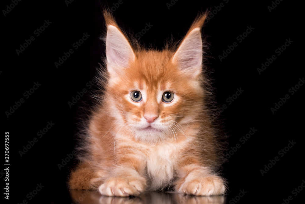 Obraz premium Adorable red cute kitten on black background in studio, isolated.
