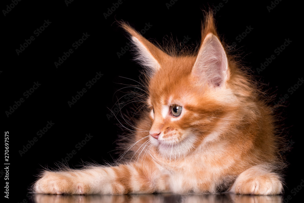 Fototapeta premium Adorable red cute kitten on black background in studio, isolated.