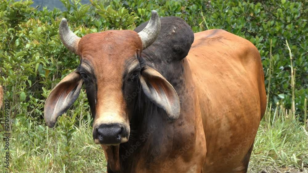Angry bull looking to the camera. Smart bull in the farm. Close up Bull head and horns, Head of a Wild bull in the nature staring into camera. Strong beautiful brown bull with flies on his face Angry bull looking to the camera. Smart bull in the farm. Close up Bull head and horns, Head of a Wild bull in the nature staring into camera. Strong beautiful brown bull with flies on his face