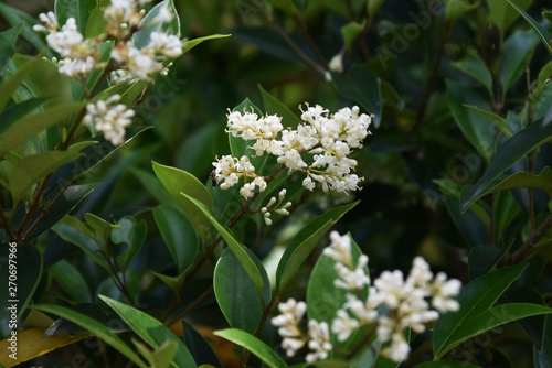 Canvas Print Ligustrum japonicum / Japanese privet