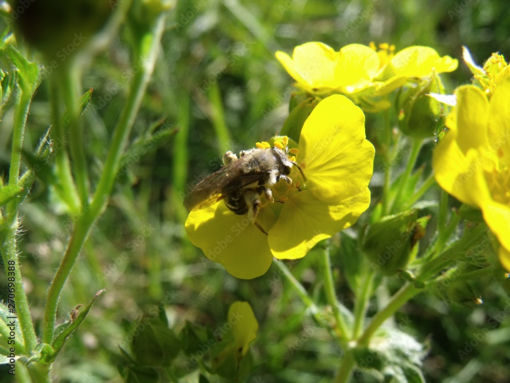 Bee keeping busy as usual Bee keeping busy as usual