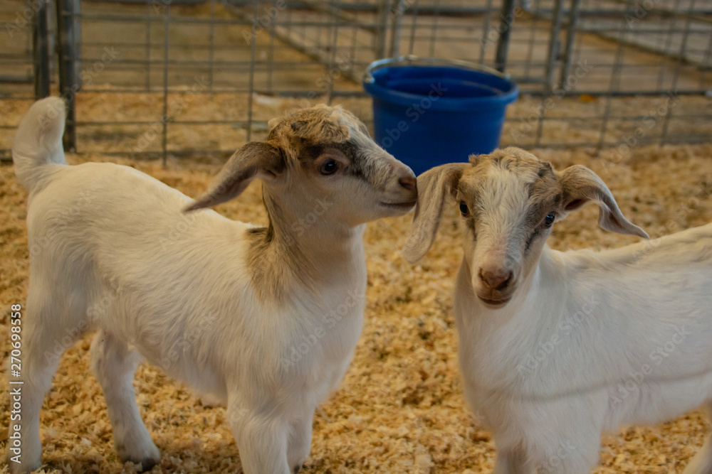 Obraz premium Young Goats